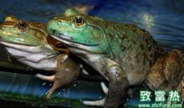 养殖牛蛙爆料图片真实视频,真实图片与视频曝光